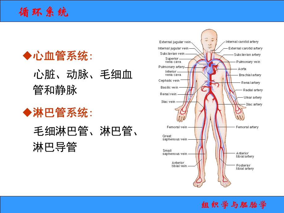 组织学与胚胎学ppt课件2013-6循环系统.ppt_第2页