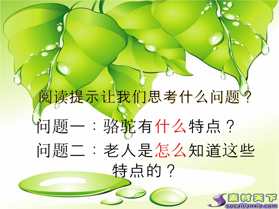 找骆驼课件.ppt_第3页