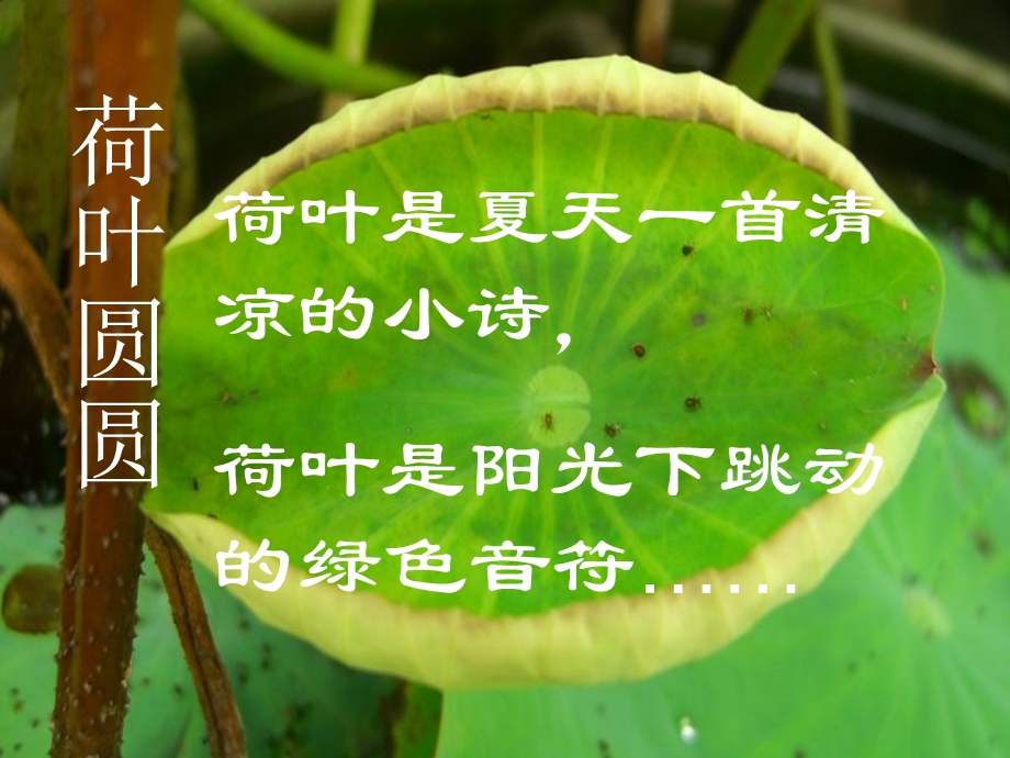 《荷叶圆圆》教学课件 (2).ppt_第1页