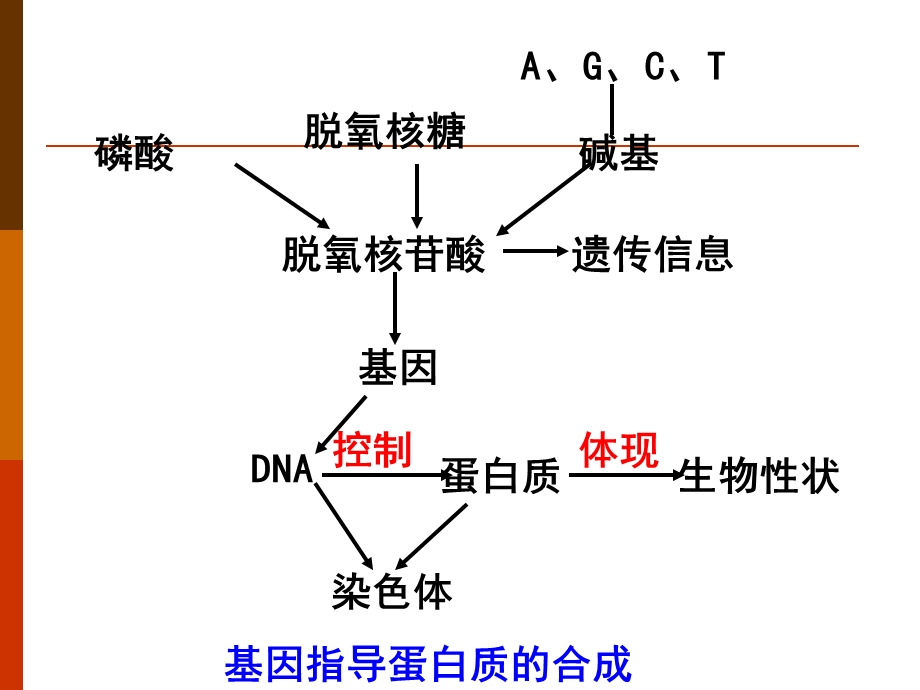 基因的表达复习课件.ppt_第2页