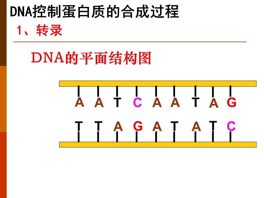 基因的表达复习课件.ppt_第3页