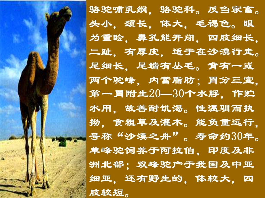 冬阳童年骆驼队 (3).ppt_第2页