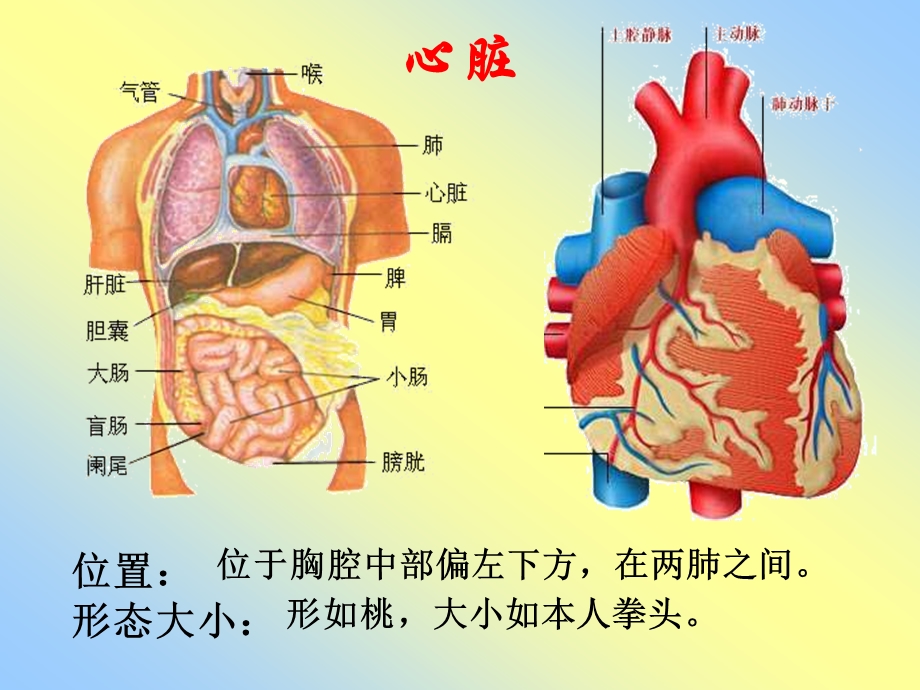 输送血液的泵——心脏 (2).ppt_第3页