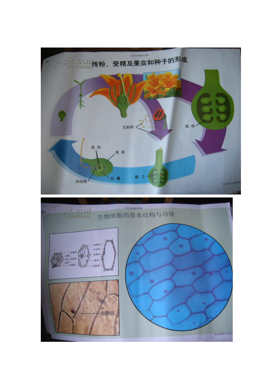 几张老式教学挂图.doc_第3页