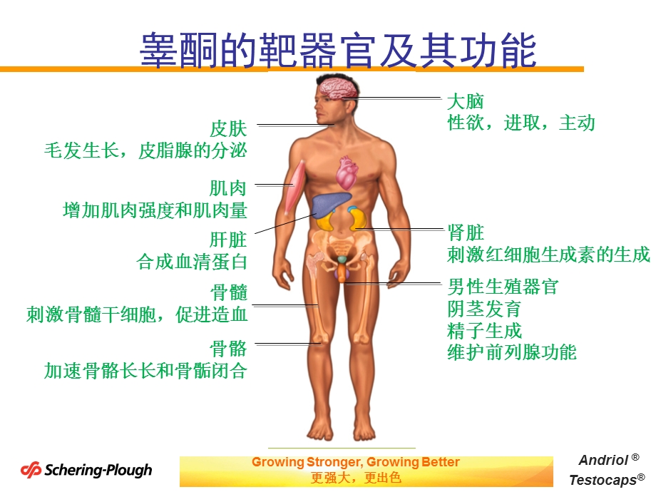 中药联合十一酸睾酮胶丸治疗男科疾病的经验(张和1212)ppt课件PPT文档.ppt_第1页