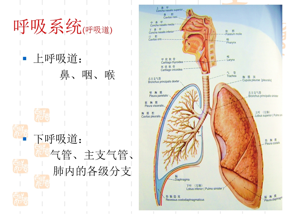 呼吸系统解剖PPT课件文档资料.ppt_第2页