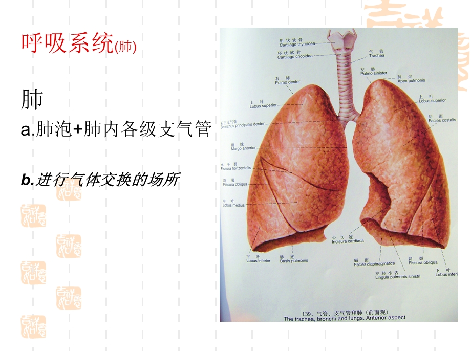 呼吸系统解剖PPT课件文档资料.ppt_第3页
