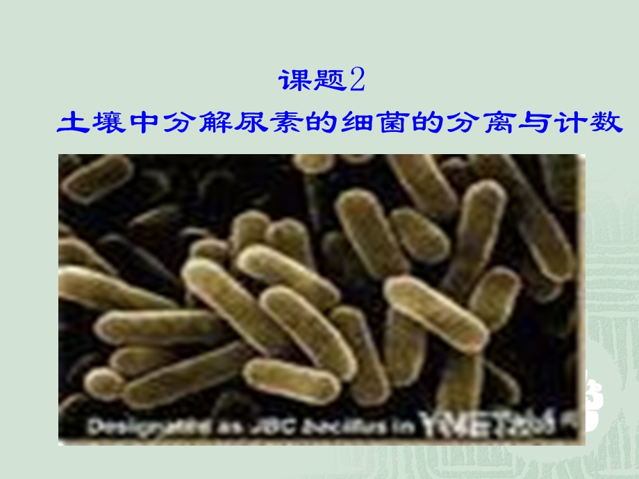 【生物】22土壤中分解尿素的细菌的分离与计数课件（人教版选修1）.ppt_第3页