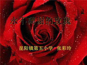三年级语文上册永不凋谢的玫瑰课件昆阳镇第五小学张彩玲.ppt