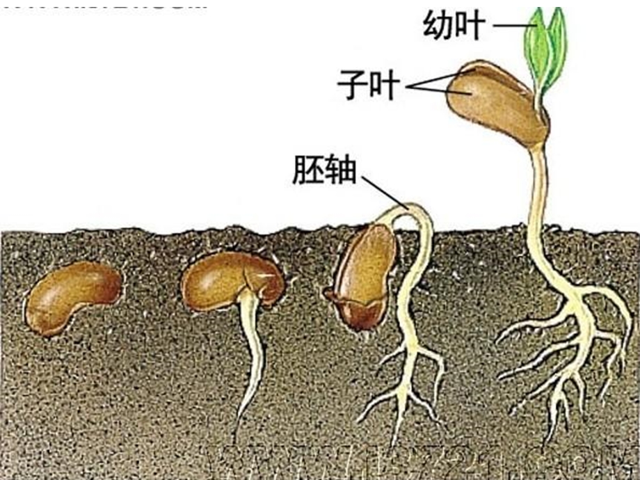 中心医院健康讲堂孕前营养精选文档.ppt_第1页