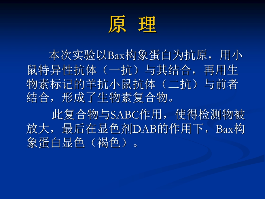 凋亡相关基因Bax在不同细胞中表达产物差异检测文档资料.ppt_第3页