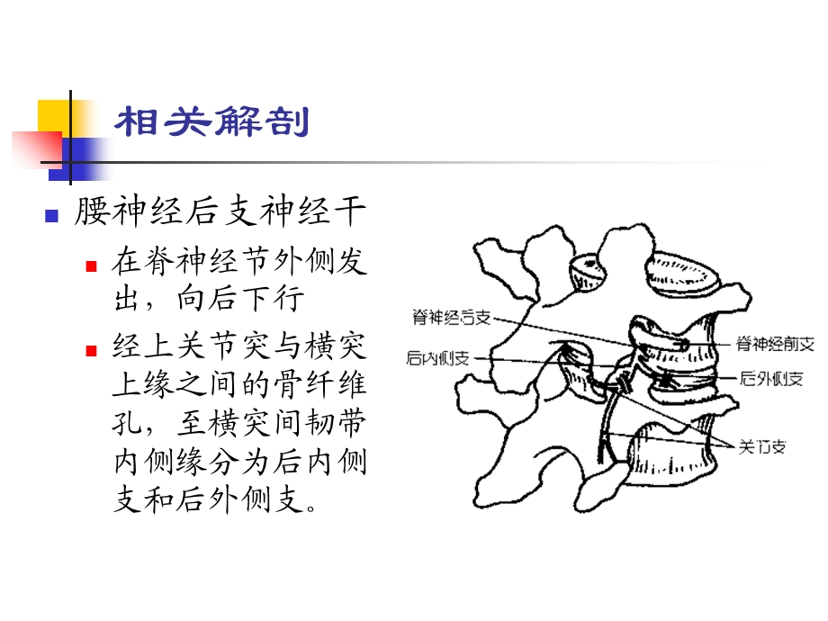 腰神经后支卡课件文档资料.ppt_第1页