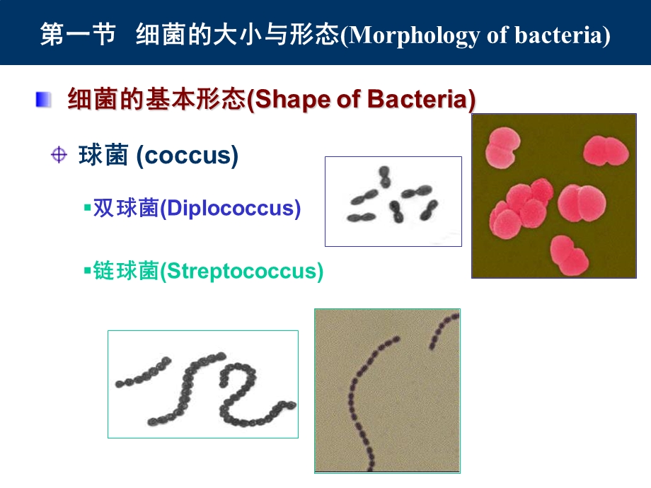 1细菌的形态与结构精选文档.ppt_第3页