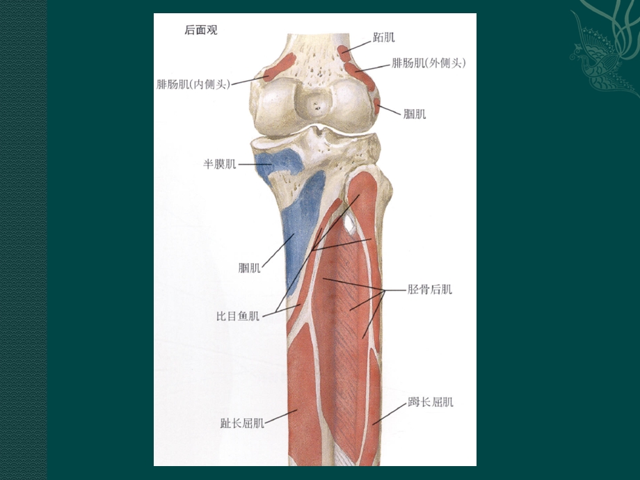 最新腘肌损伤PPT文档.ppt_第2页