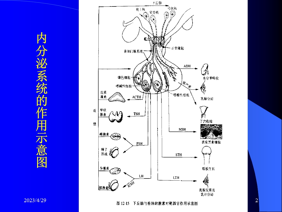 内分泌系统与代谢动物模型精选文档.ppt_第2页