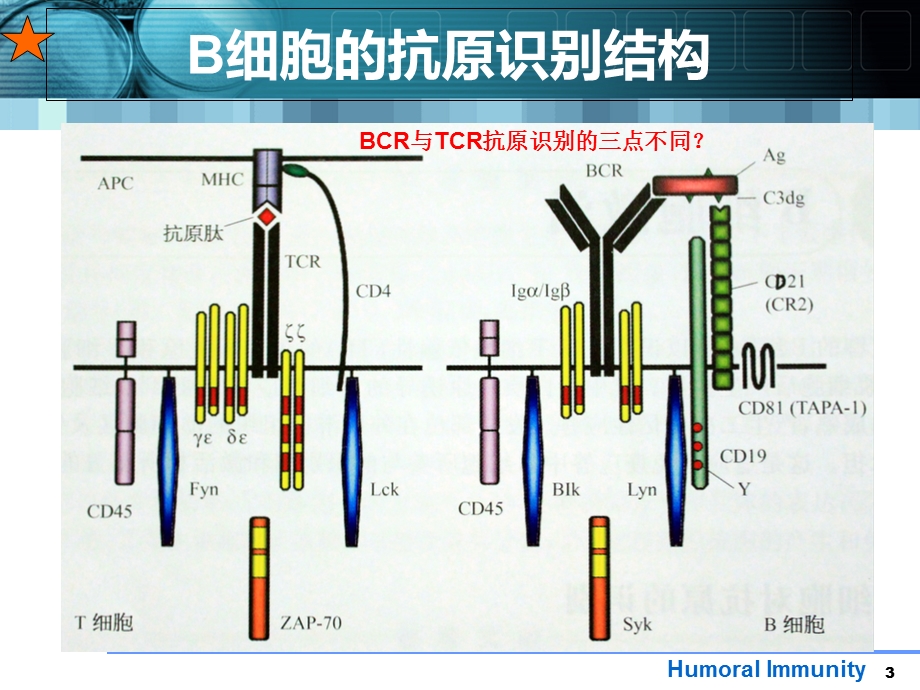 免疫学课件 第13章 B淋巴细胞介导的体液免疫应答文档资料.ppt_第3页