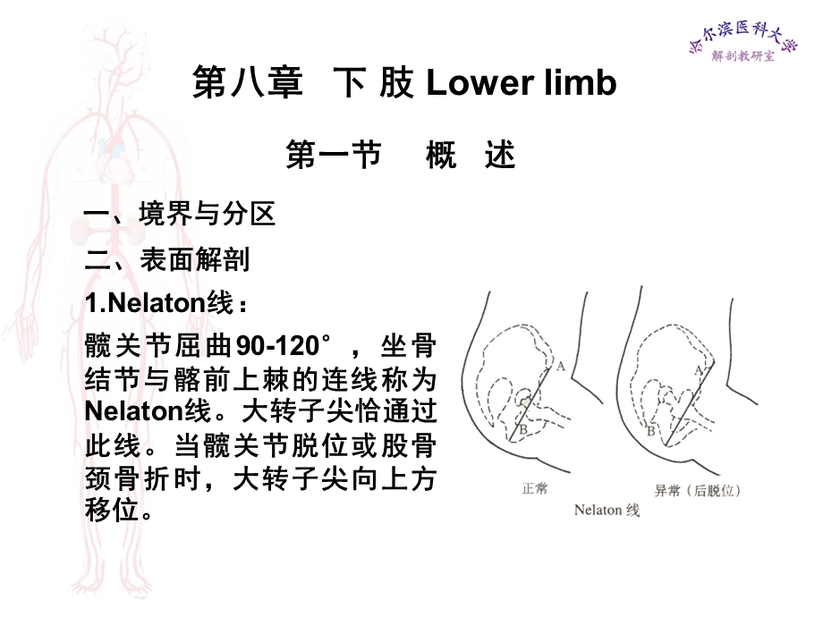 临床医学五年制局部解剖学课件下肢名师编辑PPT课件.ppt_第1页