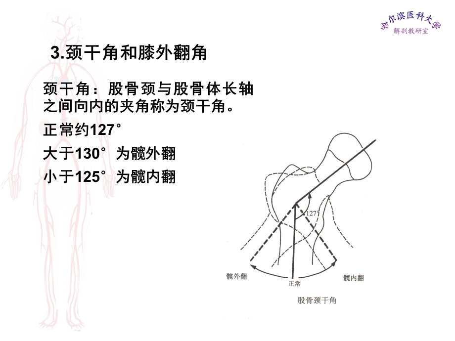 临床医学五年制局部解剖学课件下肢名师编辑PPT课件.ppt_第3页