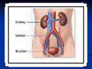哈尔滨医科大学肿瘤外科学泌尿系统疾病文档资料.ppt