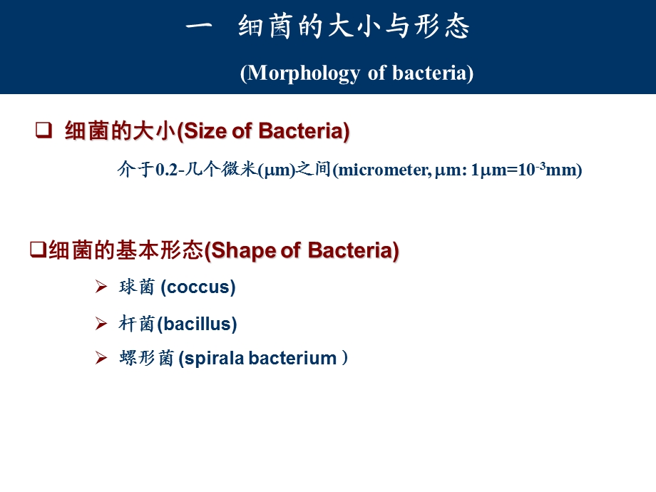 0203细菌的形态与结构PPT课件.ppt_第2页