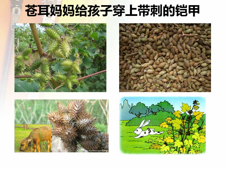 植物妈妈有办法 .ppt_第3页