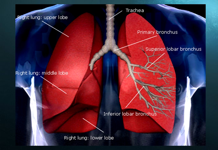 呼吸系统疾病主要症状的临床用药讲课名师编辑PPT课件.ppt_第2页