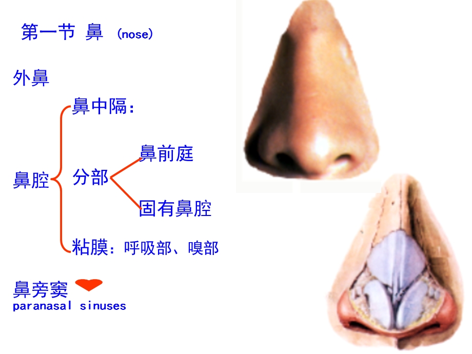 A信息本科呼吸系名师编辑PPT课件.ppt_第2页