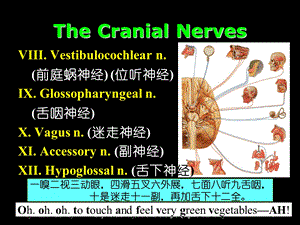 Section 2 The Cranial Nerves(脑神经)精选文档.ppt