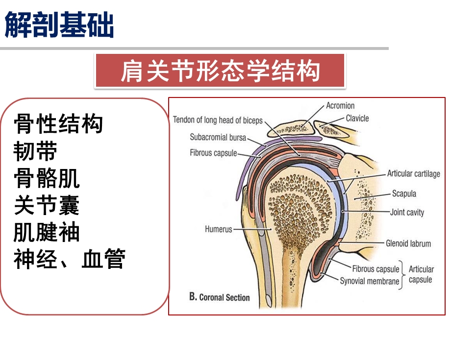 最新人体肩关节、膝关节运动解剖学基础PPT文档.pptx_第3页