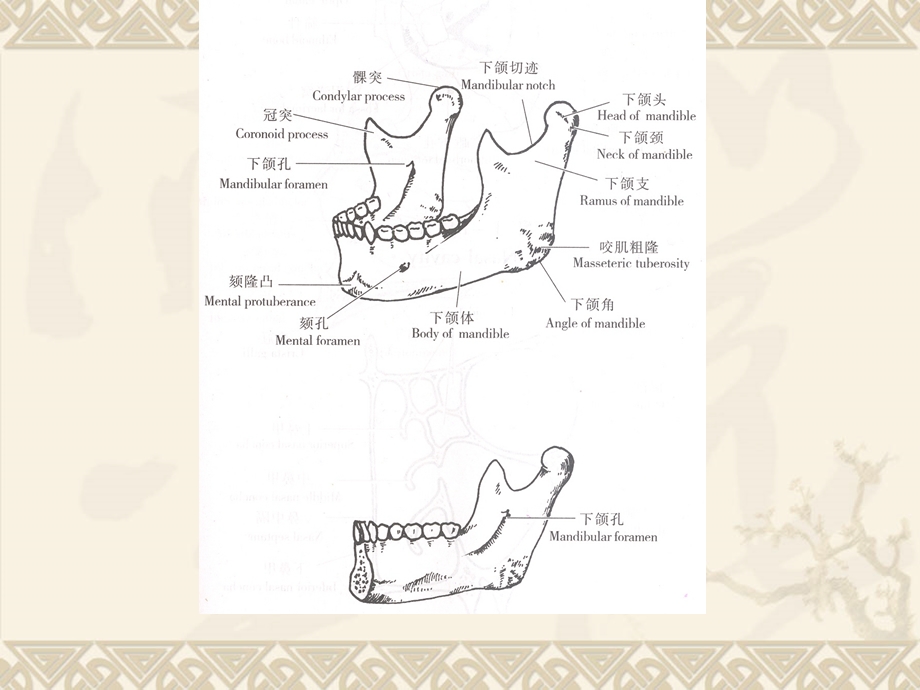 口腔材料学文档资料.ppt_第3页