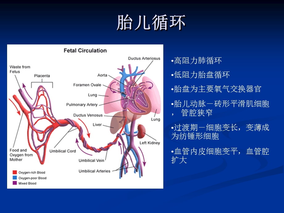 新生儿肺动脉高压管理PPT文档.ppt_第3页