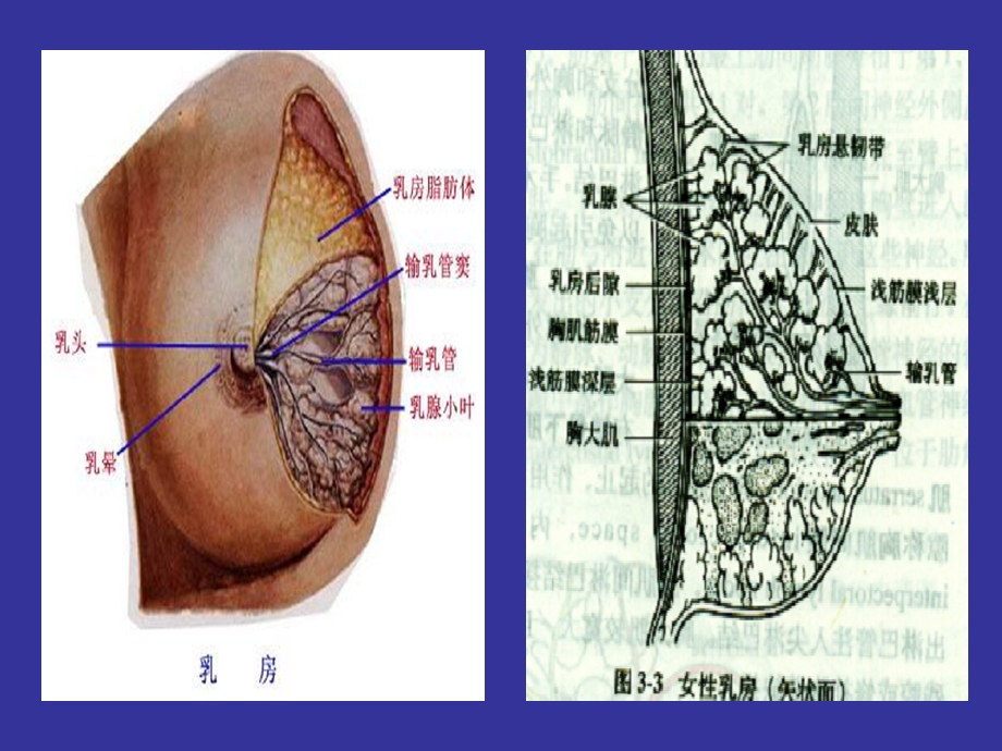 乳房疾病概述精选文档.ppt_第3页