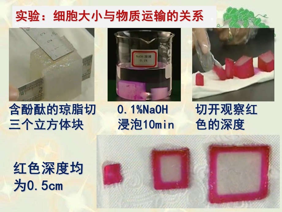 最新：陕西省三原县北城中学高一生物必修二课件：6.1.1细胞的增殖高考文档资料.ppt_第2页