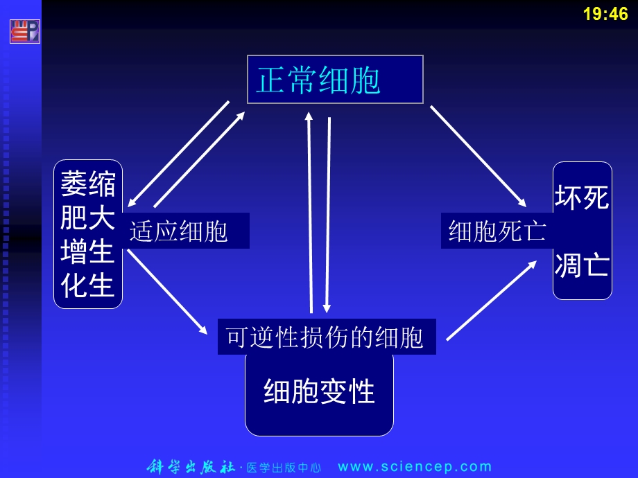 最新第2章细胞和组织的适应、损伤和修复病理学基础教学课件PPT文档.ppt_第1页