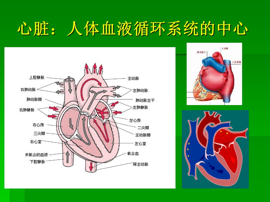 扩展阅读纵隔心血管的解剖ppt课件PPT文档.ppt_第1页