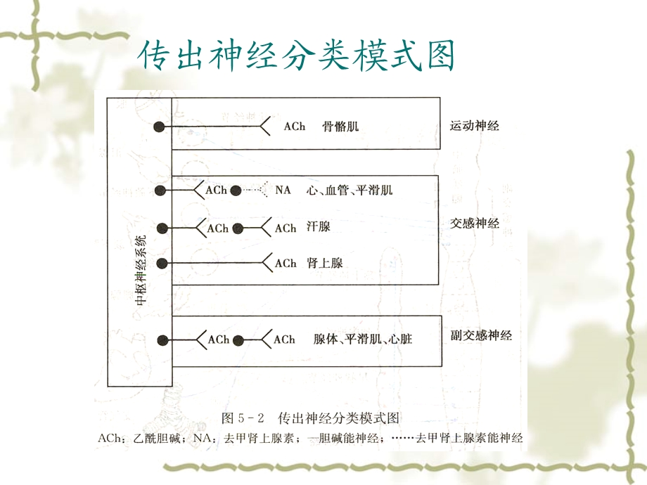 外周神经系统药课件文档资料.ppt_第2页