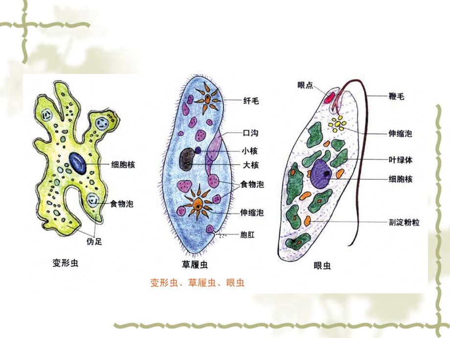 最新高三生物精品课件：第一章第一节从生物圈到细胞PPT文档.ppt_第3页