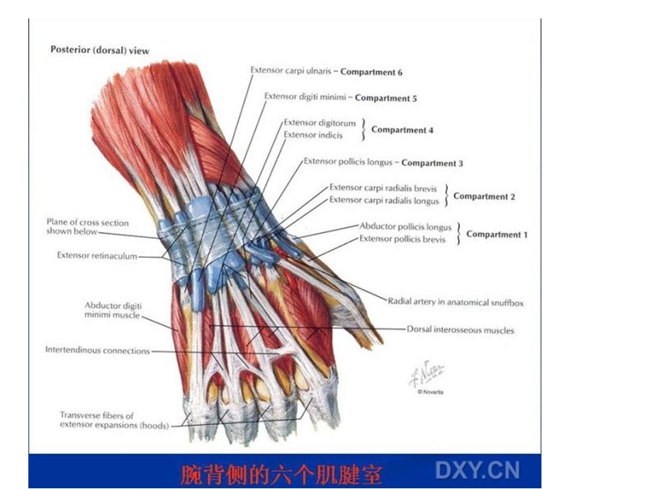 最新桡骨远端骨折PPT文档.ppt_第2页