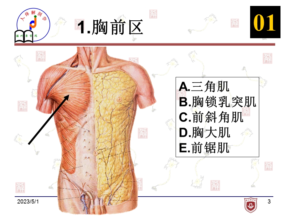 最新1学期级临床、影像等专业PPT文档.ppt_第3页