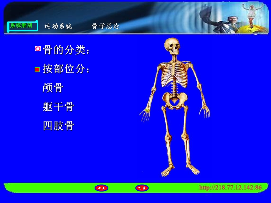 人体解剖运动系统总论精选文档.ppt_第3页