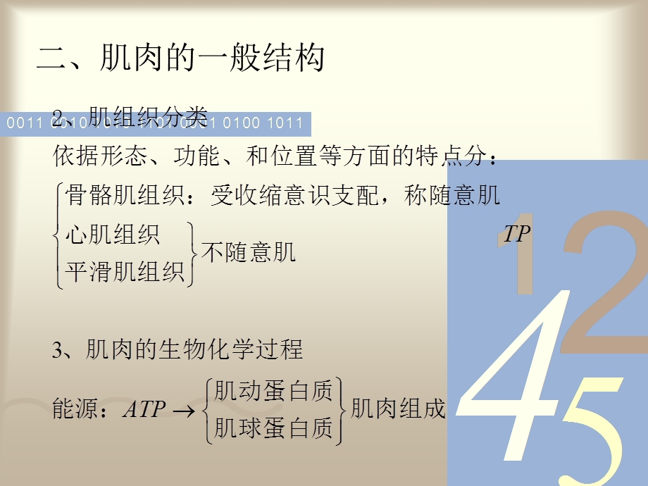 最新42肌肉的解剖与生理基础PPT文档.ppt_第3页