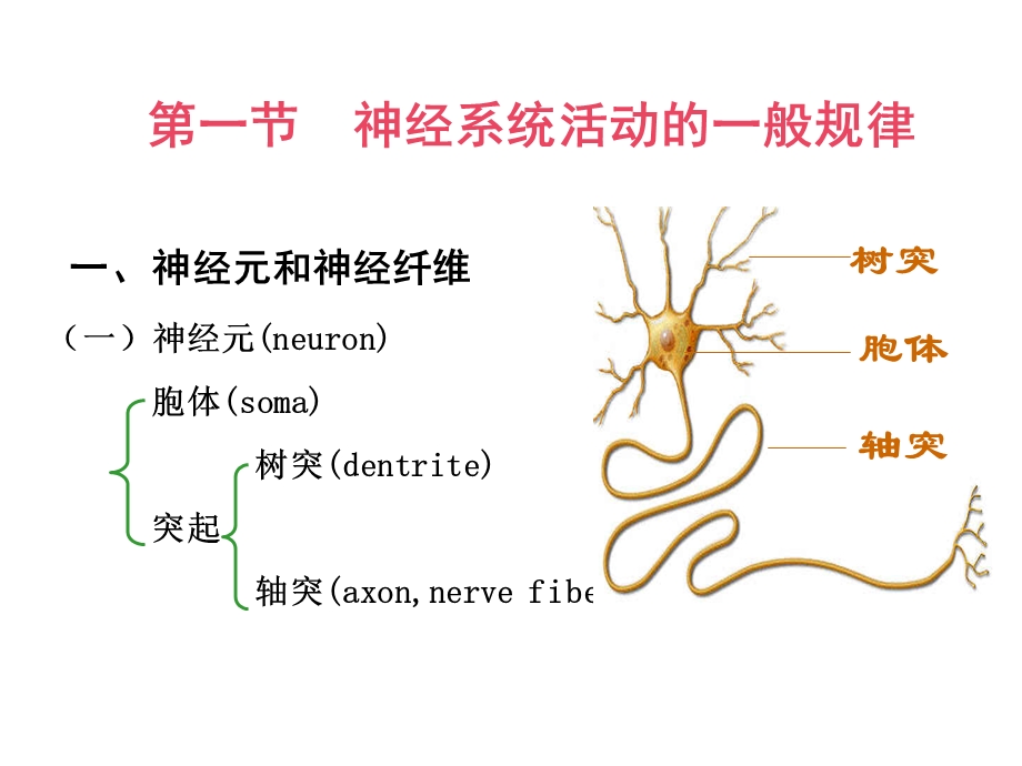 神经系统生理文档资料.ppt_第1页