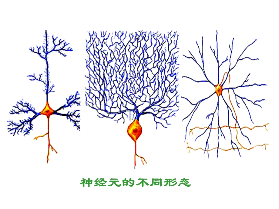 神经系统生理文档资料.ppt_第2页