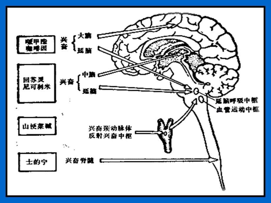 最新：中枢兴奋药和大脑功能恢复药文档资料.ppt_第3页