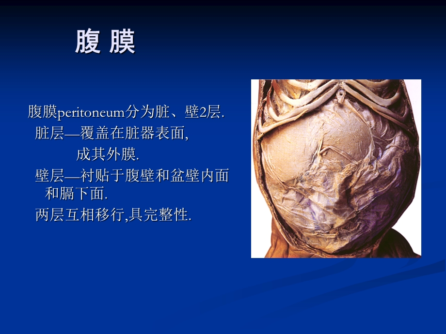 最新腹腔解剖图谱PPT文档.ppt_第3页