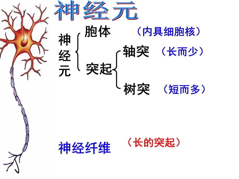 人教版教学课件浙江省建德市新安江高级中学生物必修三22神经系统的结构和功能课件PPT文档.ppt_第2页