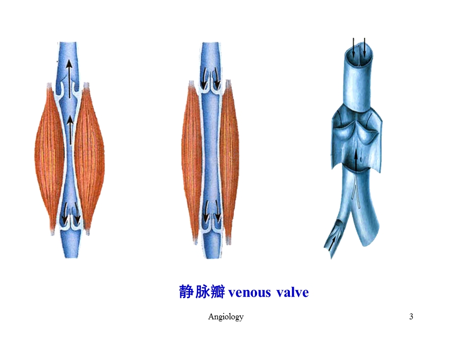最新系统解剖学——静脉PPT文档.ppt_第3页
