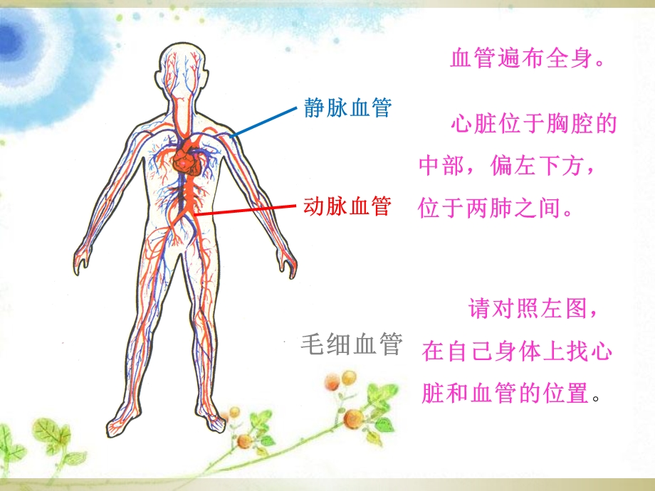 最新2心脏和血管教学课件PPT文档.ppt_第1页