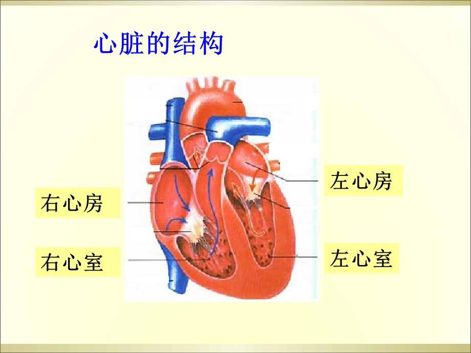 最新2心脏和血管教学课件PPT文档.ppt_第3页