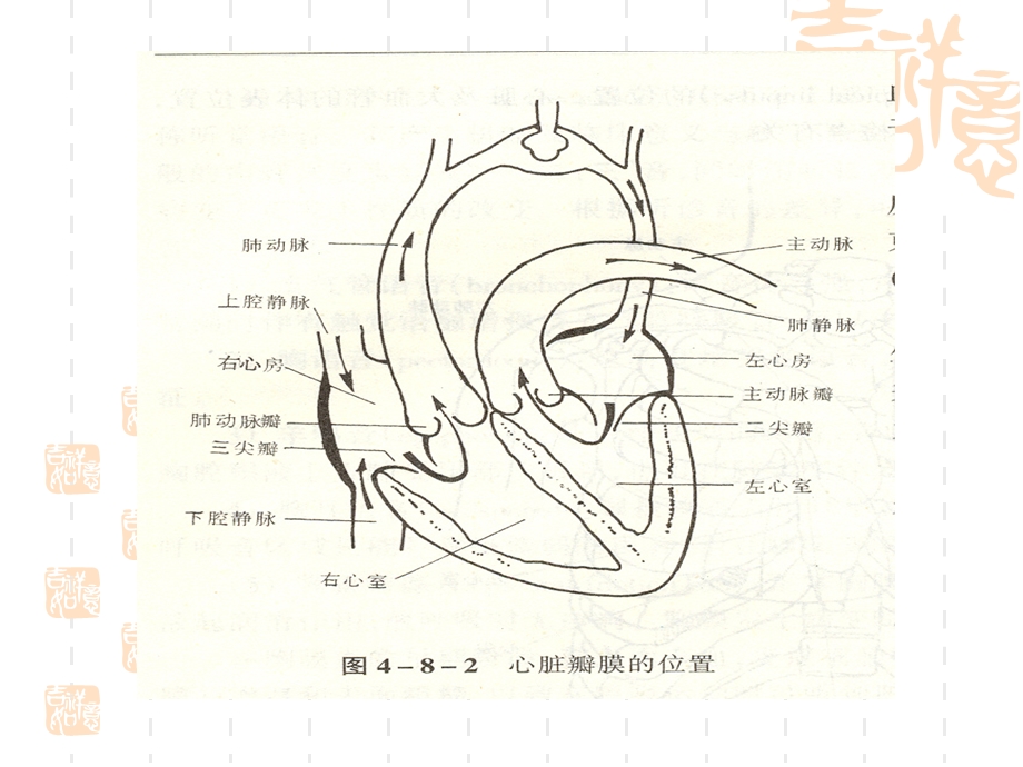 心脏检查 ppt课件文档资料.ppt_第1页